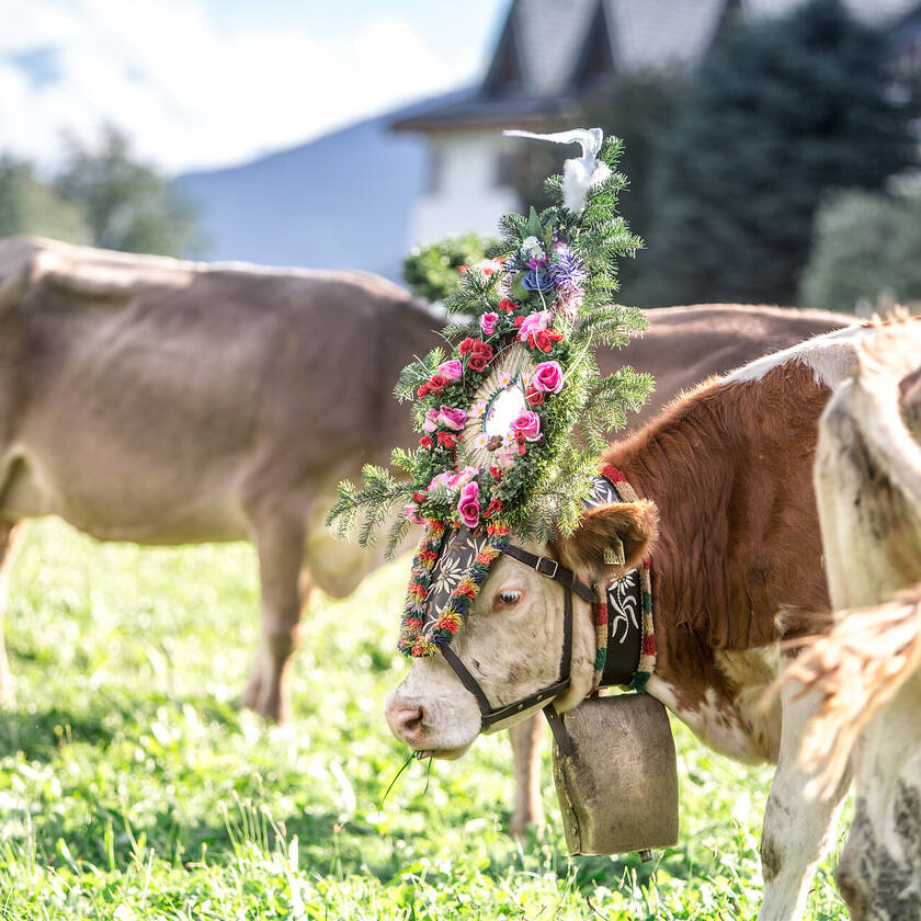 Kühe beim Almabtrieb im Zillertal im Herbst