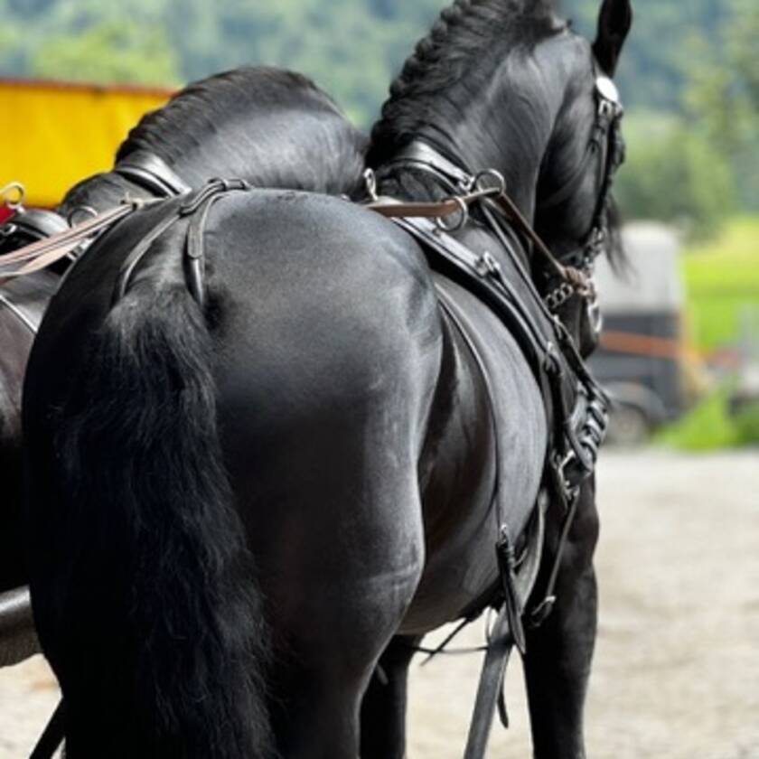 Kutschenfahrt im Zillertal organisiert durch den Honsahof